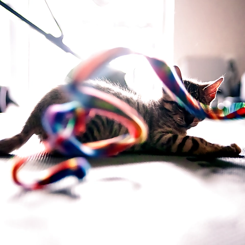 Foster Kitten Dad OnlyFans profile picture