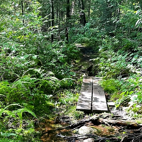 mickey OnlyFans profile picture