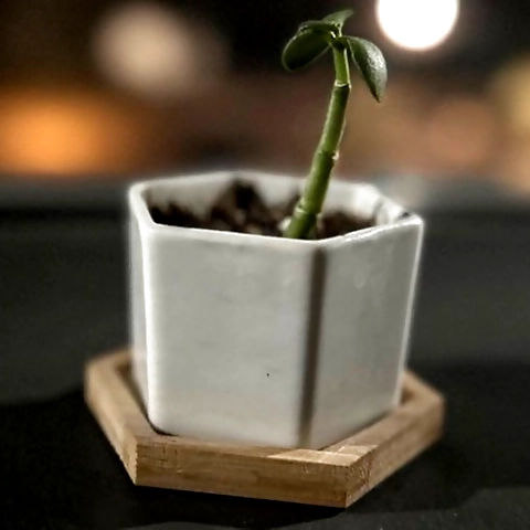 Gia Paige OnlyFans profile picture