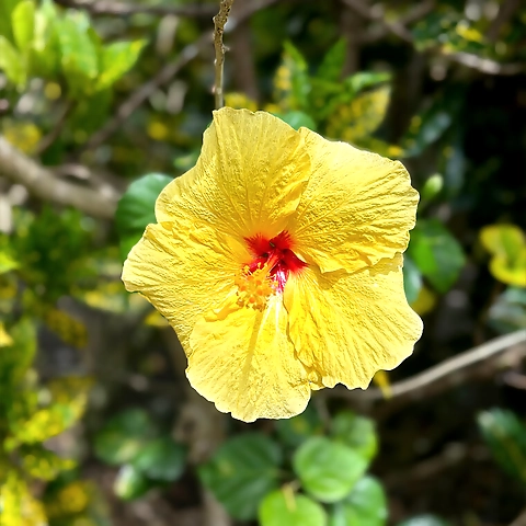 LilbabychelsiPD OnlyFans profile picture