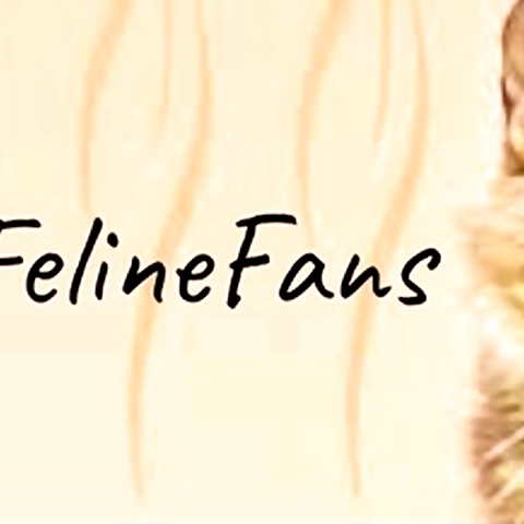 FelineFans OnlyFans profile picture