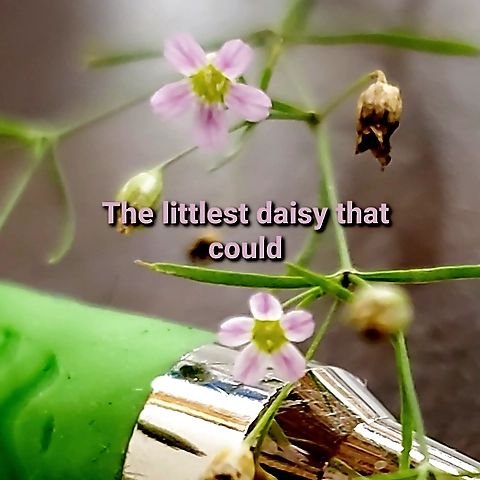 Daisy Smol OnlyFans profile picture