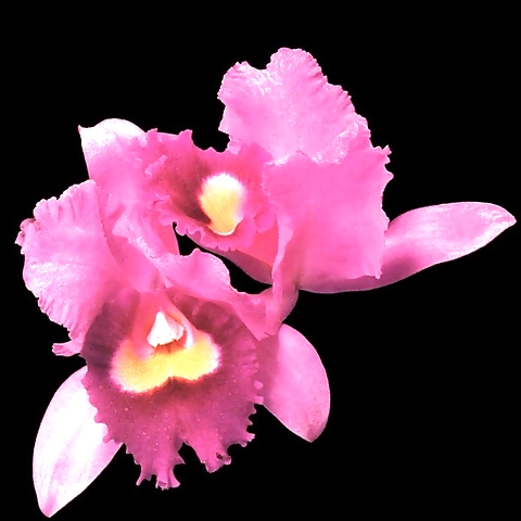 DRex OnlyFans profile picture