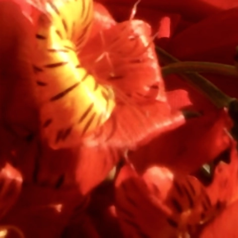 petitedelight OnlyFans profile picture