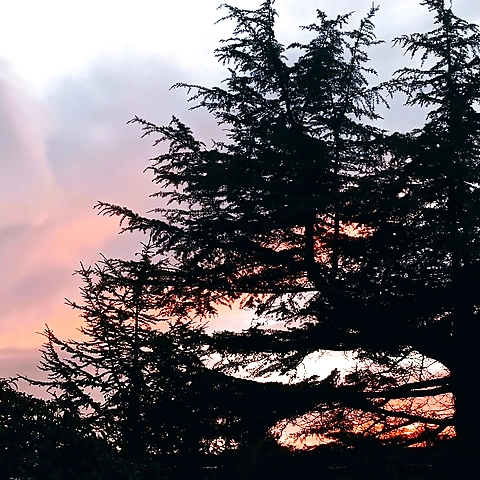 gingervagabond OnlyFans profile picture