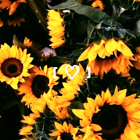 Dyl OnlyFans profile picture