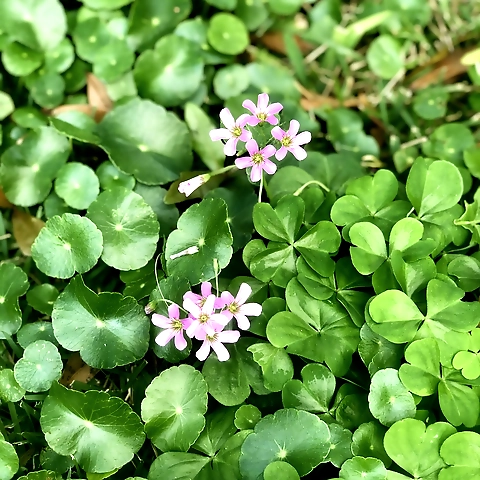 - OnlyFans profile picture