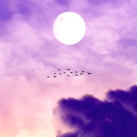 Pichi OnlyFans profile picture