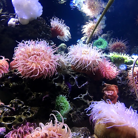 Ellie Onyx OnlyFans profile picture