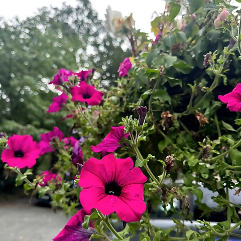 Raven Thorn OnlyFans profile picture