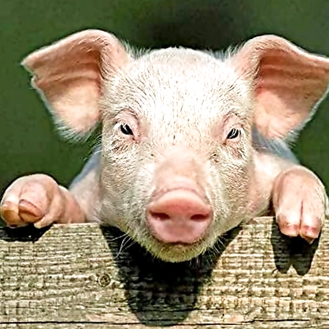 MarlboroRedsRebel OnlyFans profile picture