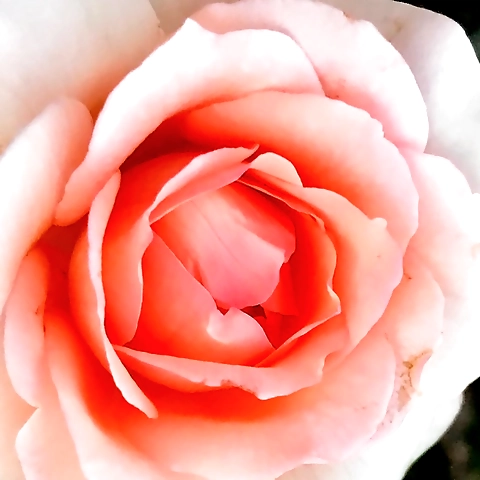 tulip OnlyFans profile picture