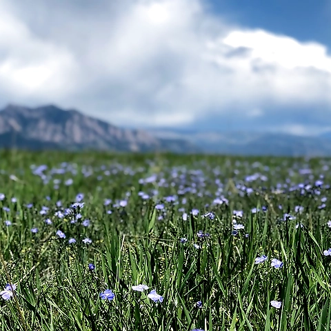 Vanessa Bloome OnlyFans profile picture