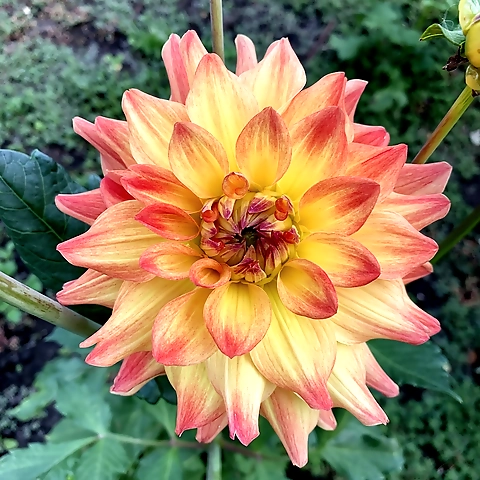 - OnlyFans profile picture