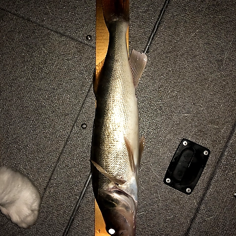 - OnlyFans profile picture