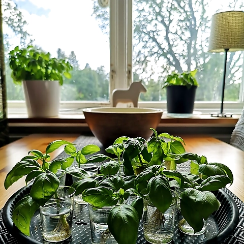 - OnlyFans profile picture