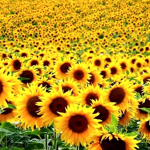 Serafina OnlyFans profile picture