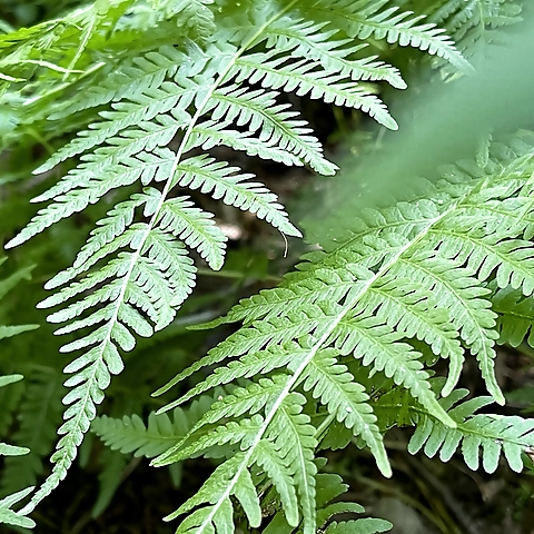 The Miss Ginger FREE OnlyFans profile picture