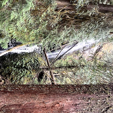 ivy OnlyFans profile picture