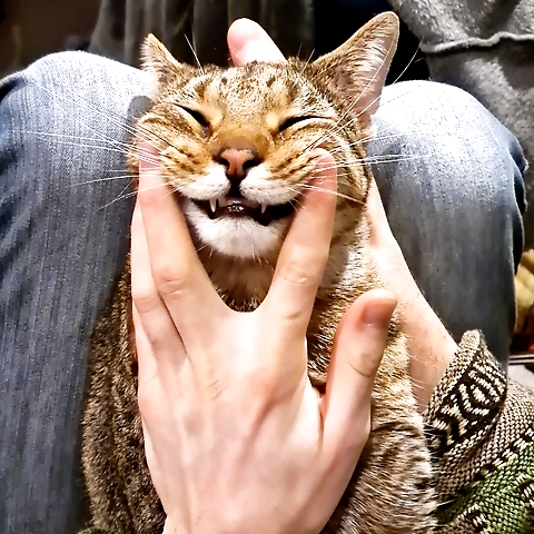 Lexis ONLY 7 NO PPV VIP vault OnlyFans profile picture