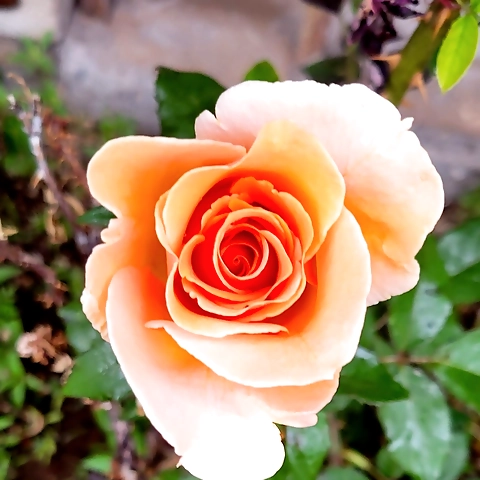 Julie Maestas OnlyFans profile picture