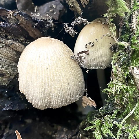 Asa OnlyFans profile picture