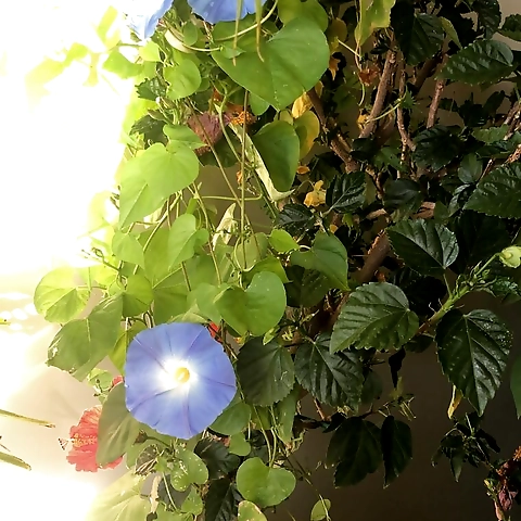 Sammi Siren OnlyFans profile picture