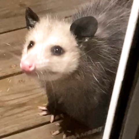 OpossumBeka OnlyFans profile picture