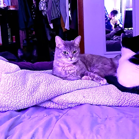 Amatesaurius OnlyFans profile picture