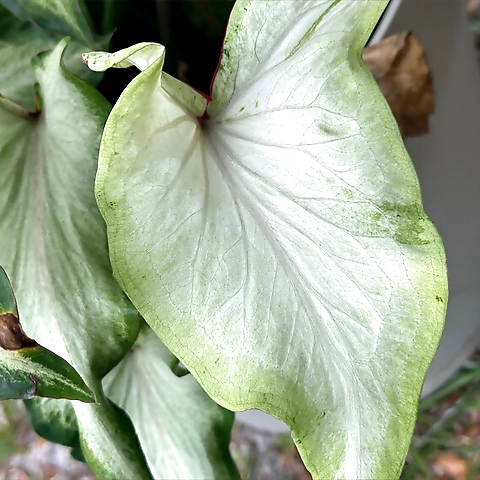 Kenzie OnlyFans profile picture