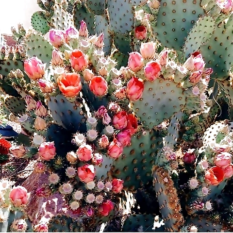 Geli du Belmont OnlyFans profile picture