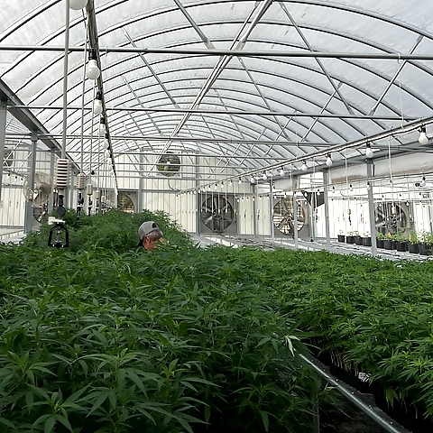 White Grape Game OnlyFans profile picture