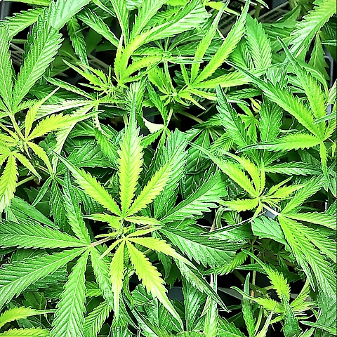 Dre OnlyFans profile picture