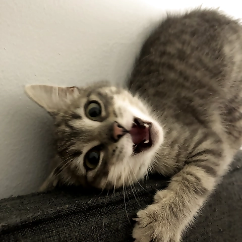 pizzathepizza OnlyFans profile picture