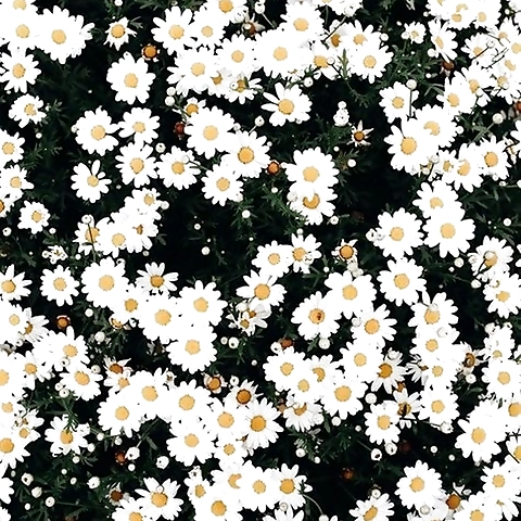 Simp Destroyer OnlyFans profile picture