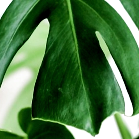 Sweet Peach79 OnlyFans profile picture