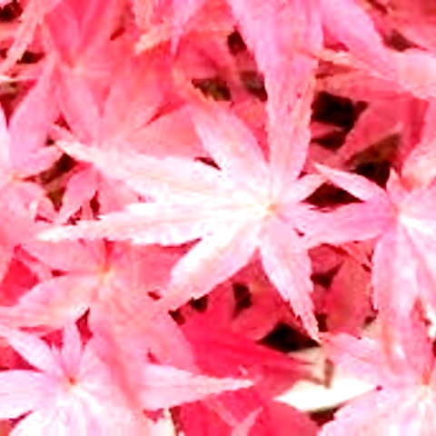 Cheyanne Elise OnlyFans profile picture