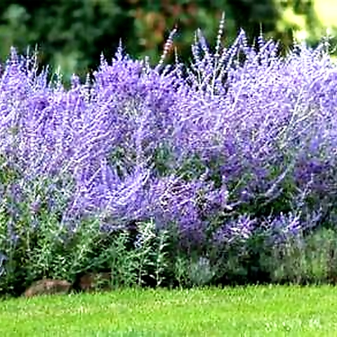 wild sage OnlyFans profile picture